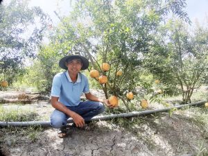 Trồng một loại cây ra quả vàng hạt đỏ xuất xứ từ Peru, anh nông dân An Giang phát tài