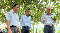 Giống táo bom “siêu to khổng lồ” sẽ được trồng đại trà tại Ninh Thuận và các tỉnh Nam Trung bộ