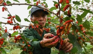 Ngoại thành Hà Nội đỏ rực mùa dâu chín thu tiền triệu mỗi ngày, vì sao khách Hàn Quốc lùng mua quả chín đen mọng?
