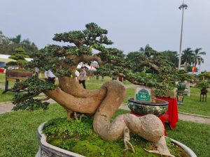 Siêu cây bonsai từ 24 tỉnh thành hội tụ ở Quảng Ngãi