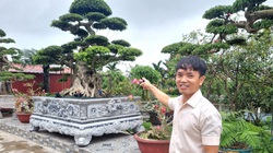 Cây sanh đủ tiêu chí “cổ kỳ mỹ văn” giá gần 2 tỉ đồng ở Ninh Bình