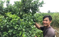 Tỷ phú nông dân ở Long An trồng loại quả bạt ngàn, bay flycam rộng mênh mông, thu tiền tỷ