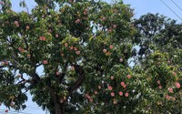 Khánh Hòa: Cây xoài chi chít quả màu đỏ hồng tựa trái đào tiên đang gây sốt trên mạng xã hội