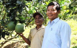 Tin vui cho nông dân Ninh Thuận: Bưởi Phước Bình chính thức được cấp mã số xuất khẩu sang Mỹ