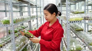 Mỗi tháng bán 10.000 cây lan cấy mô, chị nông dân ở Tây Ninh nhẹ nhàng thu 30 triệu đồng