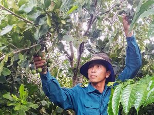 Gia Lai sẽ trồng 4.045ha cây “nữ hoàng quả khô”, thu hút 1 nhà máy chế biến công suất lớn