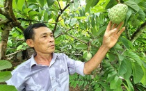 Ông nông dân Ninh Bình trồng thứ na nặng 1,2kg/quả, dưới tán nuôi ốc nhồi, bán cả 2, kiếm bộn tiền