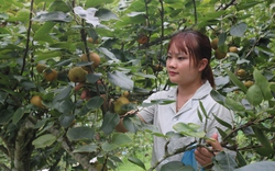 Thứ cây thấp tè đã ra la liệt trái vàng mọng nước ở Lào Cai, dân trồng thoát nghèo, làm giàu