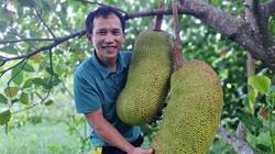 Vợ chồng trẻ Hà Tĩnh trồng la liệt cây ăn quả, bán cả ra nước ngoài, có trái mít to bự, thu về 700 triệu/năm