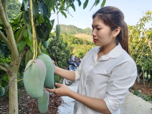 Nông dân trồng xoài, nhãn Sơn La tăng 150% lợi nhuận nhờ dùng thuốc bảo vệ thực vật đúng cách