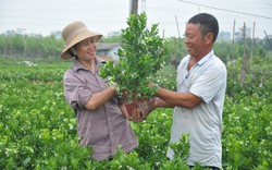 Từng gục ngã vì “cơn sốt” cây cảnh sanh Trung Quốc nay lão nông ở Mễ Sở kiếm tiền tỷ/năm từ lọ quất bonsai