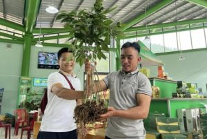 Bất ngờ một cây sâm Ngọc Linh vừa được bán với giá 868 triệu đồng