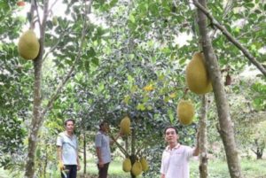 Nghề lạ ở Việt Nam: Gác bằng đại học về quê trồng loại mít lạ, cho trái quanh năm, 10X thu lãi 500 triệu/năm