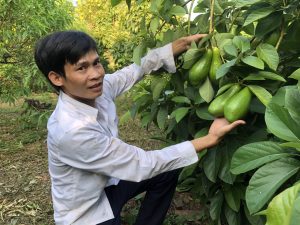 Ai đến xem vườn trồng bơ Booth của anh nông dân Bắc Giang cũng bất ngờ vì lẽ gì?