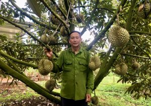 Một nơi ở Gia Lai, ông nông dân trồng hàng trăm “cây tiền tỷ”, mới bẻ trái từ 250 cây đã lãi 1,7 tỷ