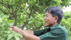 ‘Bắt’ ổi Đài Loan, mít Thái ra quả trái vụ, cựu chiến binh đất Thái Bình thu đều 200 triệu/năm