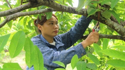 Cặp vợ chồng 9X ở Ninh Bình bỏ phố về quê trồng loại quả ngon gì mà hễ hái là bán hết sạch luôn?