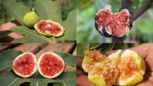 Cách trồng cây sung mỹ trong chậu sai trĩu quả