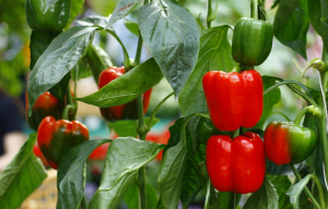 Hướng dẫn chi tiết cách trồng ớt chuông đơn giản
