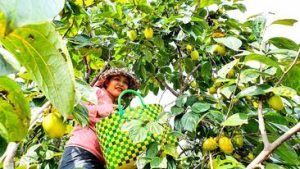 Loại cây ra quả ngon, bổ dưỡng, ngâm nước 3-4 ngày thành cây giảm nghèo đang hot tại Hà Tĩnh