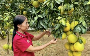 Nông dân U50 Phú Thọ thu tiền tỷ từ loại quả đặc sản, vườn đẹp như phim, chụp ảnh đẹp như mơ