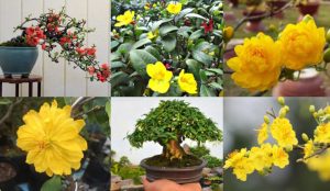 Những giống cây mai đẹp, phổ biến nhất hiện nay