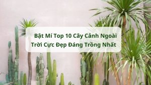 cay-canh-ngoai-troi