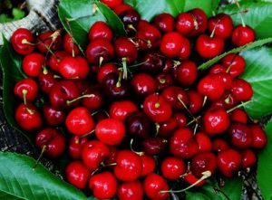 Kỹ thuật trồng và chăm sóc cây cherry