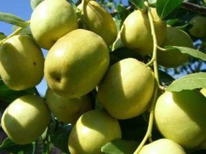 Kỹ thuật trồng táo đào vàng