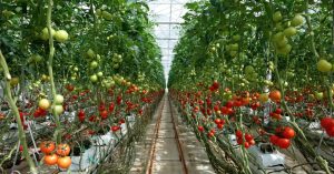Kỹ thuật trồng và chăm sóc cà chua trái vụ đạt năng suất cao